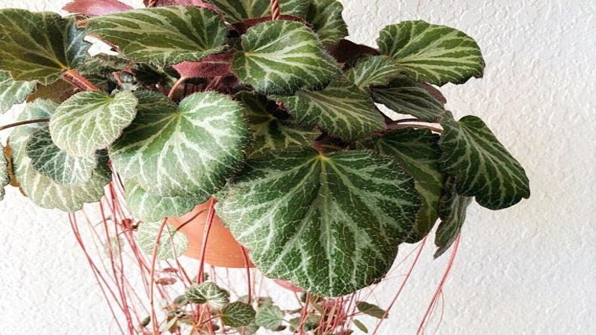 Strawberry begonia