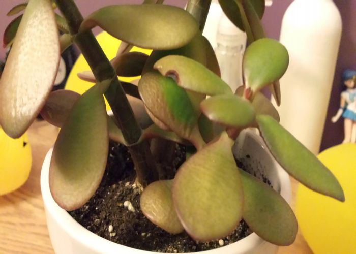 Succulent Indoor Plant Leaves Turning Yellow