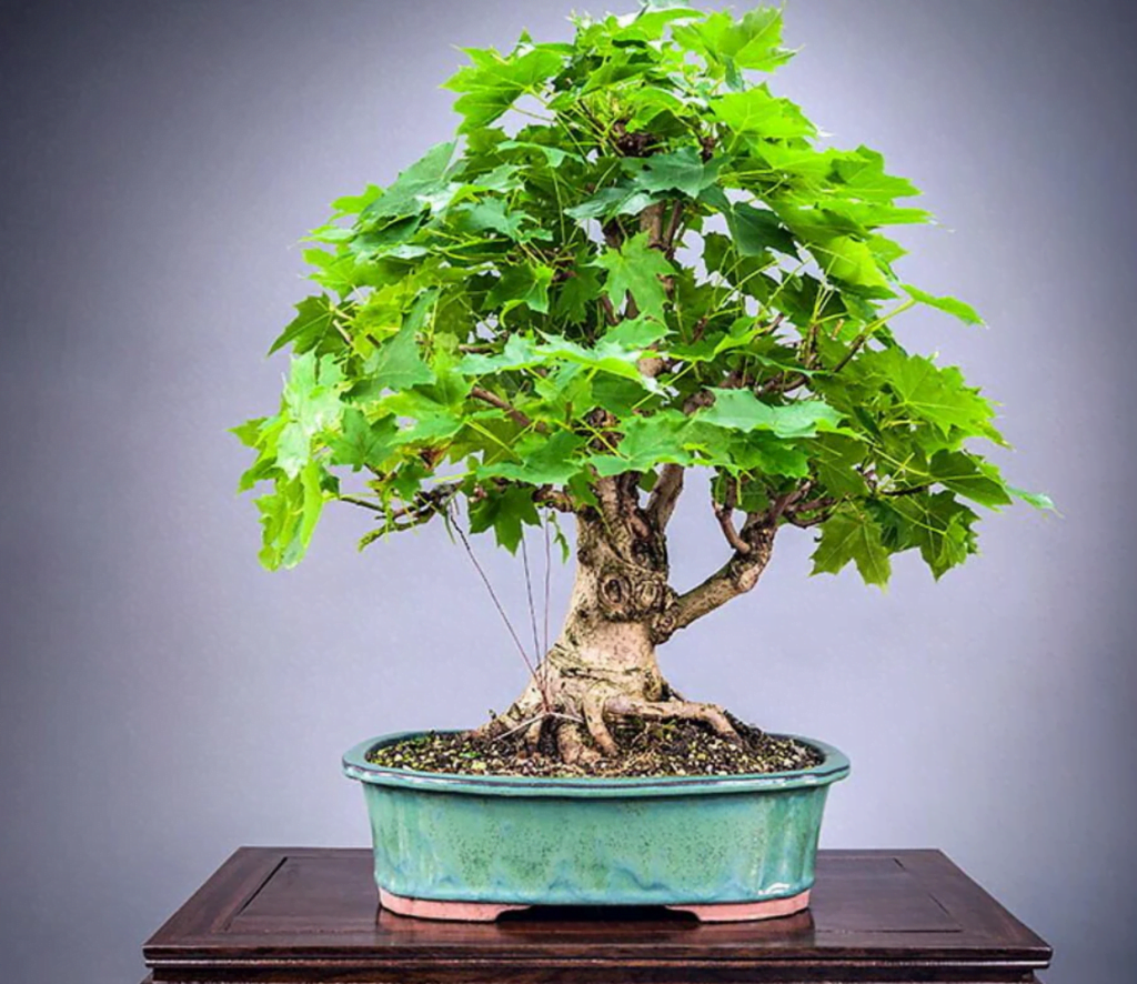 Sugar Maple Bonsai