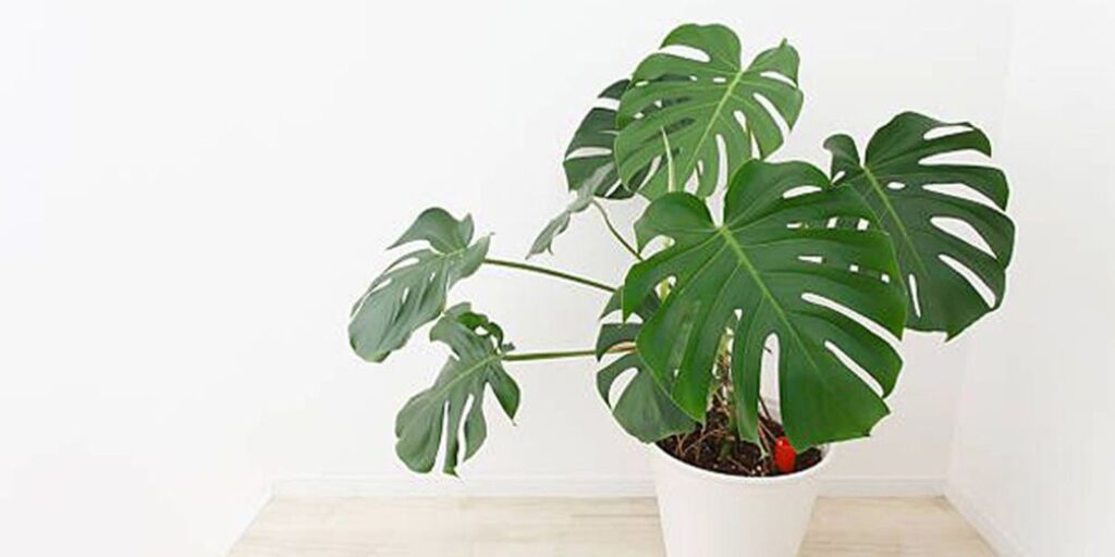 20+ Best Tall Indoor Plants
