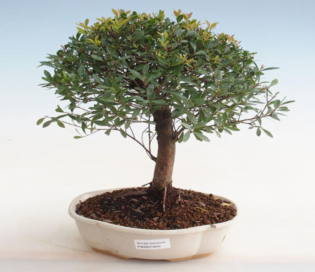 Syzygium Paniculatum Bonsai