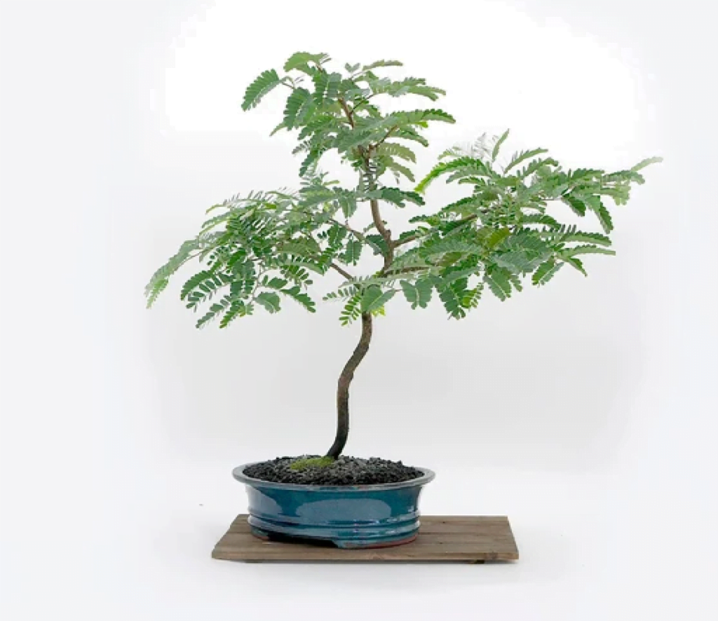 Tamarind Bonsai Tree