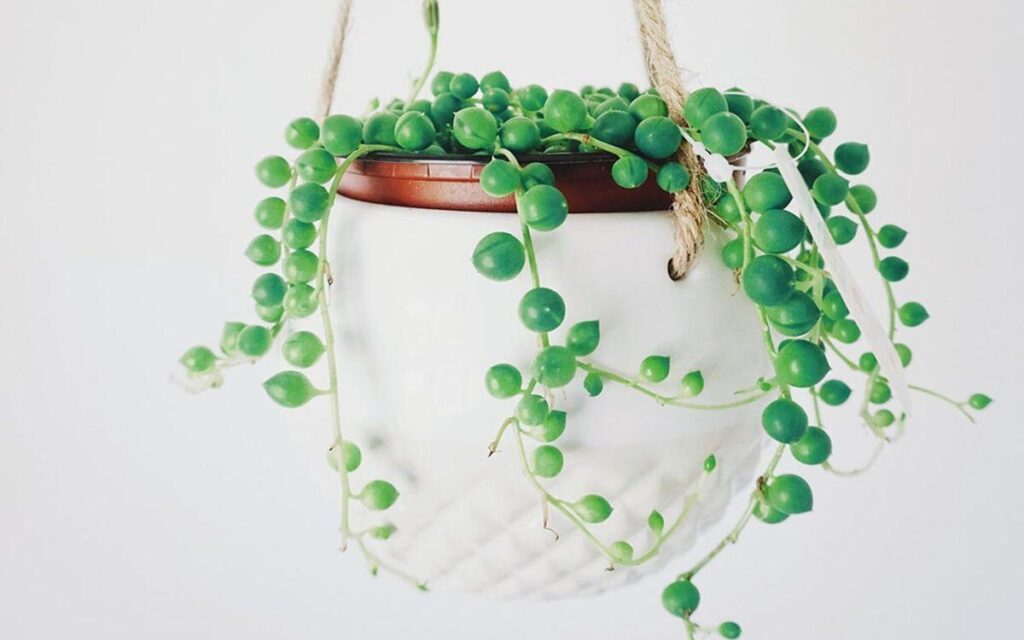 The-string-of-Pearls-Trailing-Succulent-Plants