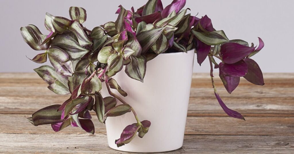Turn Your Apartment into a Green Haven with 15 Amazing Plants