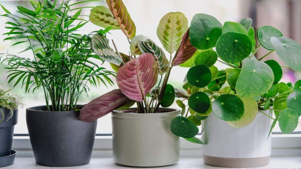 30+ Different Types of Indoor Plants