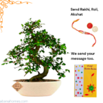 Ulmus Bonsai Tree