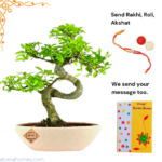 Ulmus Bonsai Tree