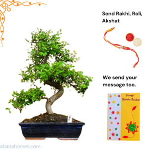 Chinese-Elm-Bonsai-Customised-Rakhi-Gifts-for-Brother