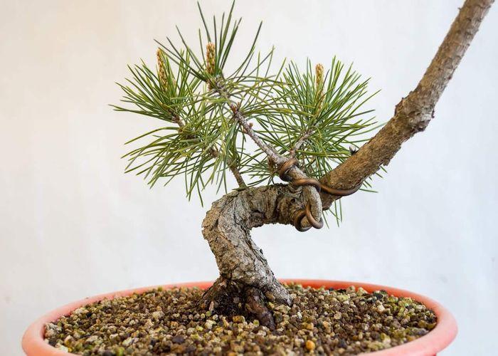 How to build a Bonsai Tree Trunk