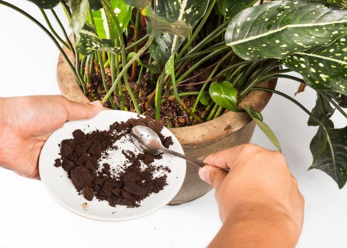 Fertilizer for Indoor Plants: How and When to Fertilize Houseplants