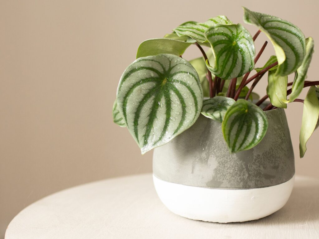 30+ Best Living Room Indoor Plants to Dress Up Your Space