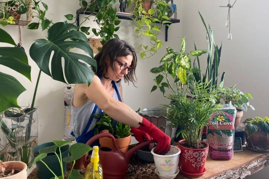 When & How to Repot a Indoor Plant: A Complete Beginners Guide