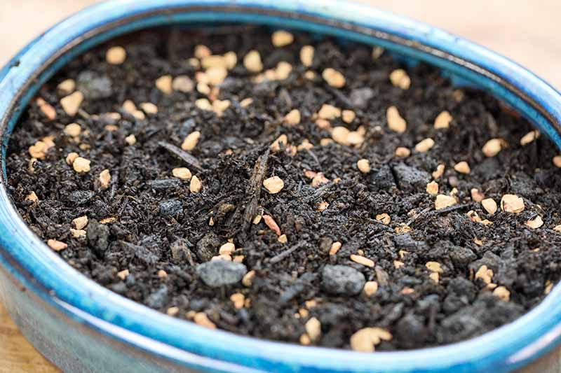 How to Choose the best Bonsai Soil