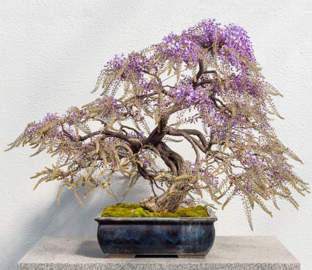 Wisteria Bonsai