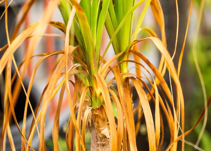 Yellow Leaves Near the Main Stalk