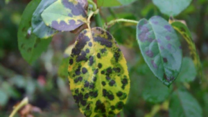 bonsai leaves turning black-1