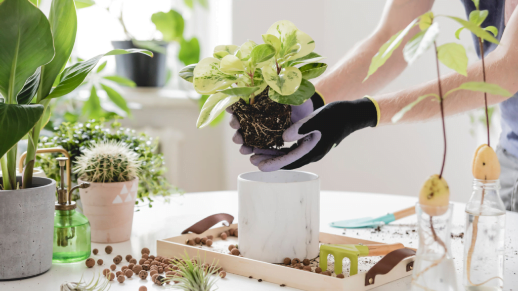 how to repot a indoor plant