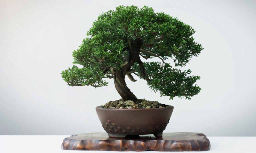 How to Pick the Right Position for Your Bonsai to Grow