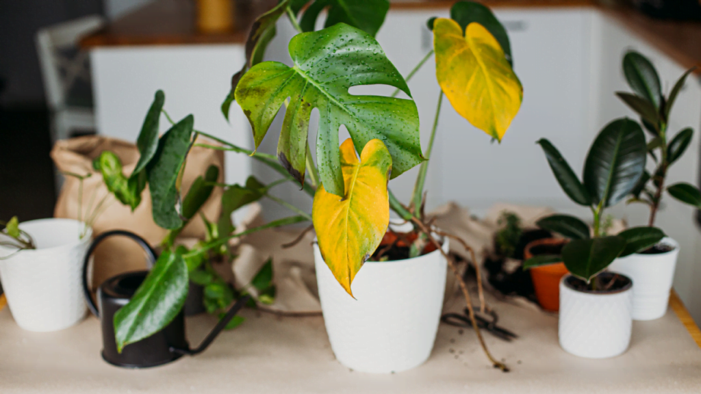 indoor plant leaves turning yellow