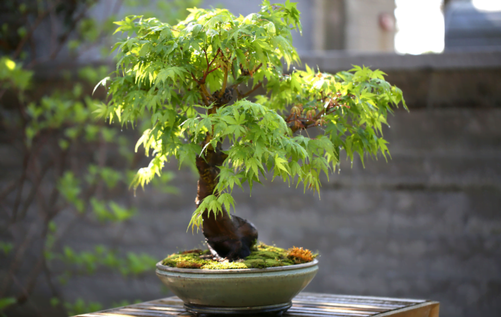 How to Pick the Right Position for Your Bonsai to Grow