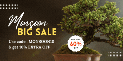 Bonsai Plants for Sale