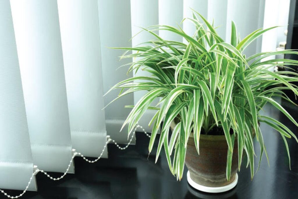 Spider plant indoor