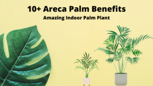 Areca Palm Benefits