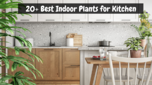 Indoor Plants for Kitchen