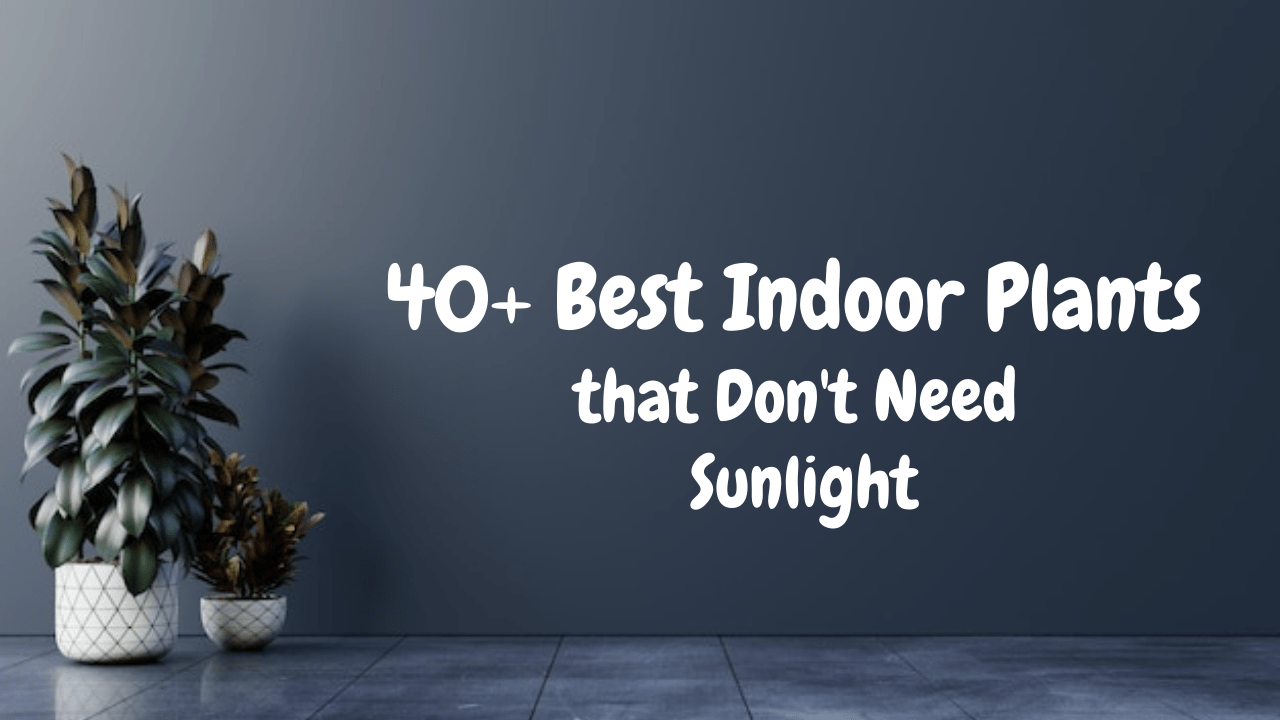 Indoor Plants that Don't Need Sunlight