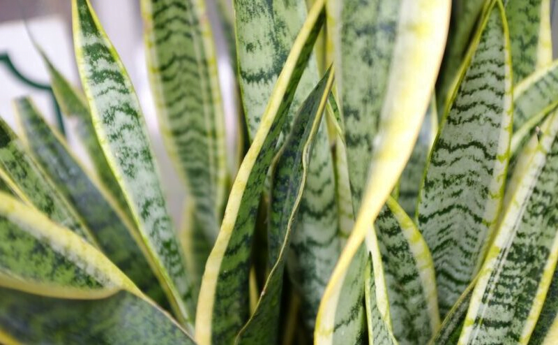 Yellow Snake Plant: Why it is Turning Yellow, Causes and How to Fix It!