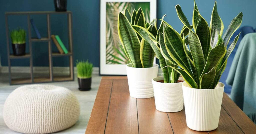 15 Snake Plant Benefits | Reasons To Put A Snake Plant In Your Bedroom and Home