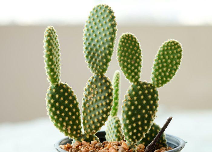 Bunny-ear-cactus-best-indoor-plant-in-India