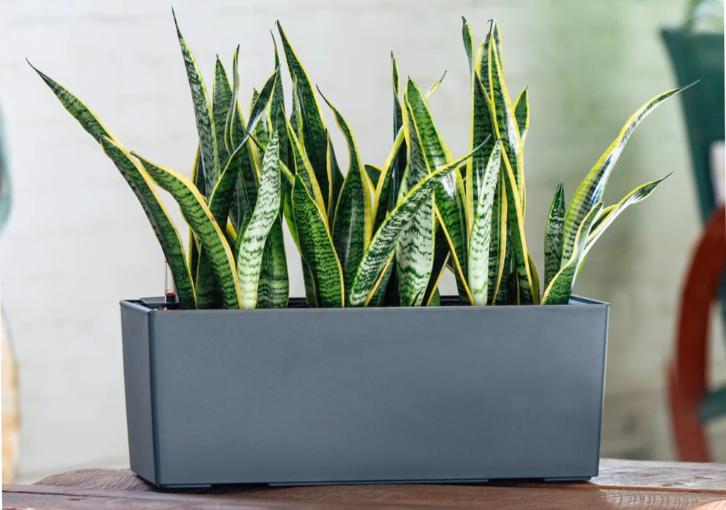 Does Snake Plant Need Sunlight: Here are their Light Requirements!