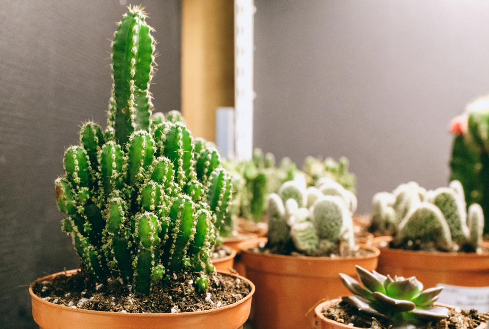 25 Best Indoor & Outdoor Cactus Plants for Your Home and Garden
