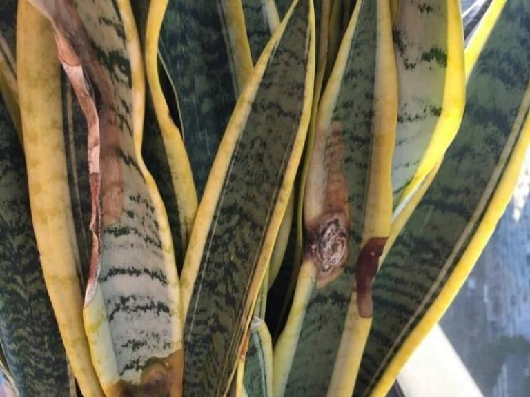Fungus-infestation-of-the-snake-plants