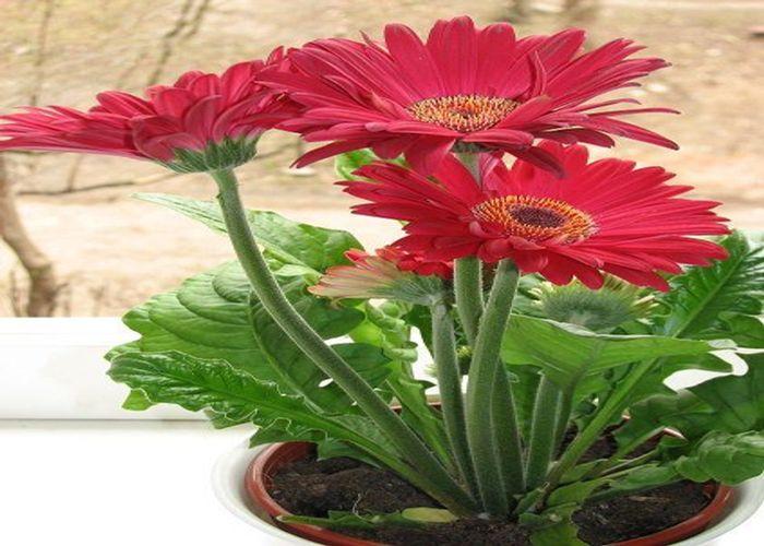 Gerbera Daisy