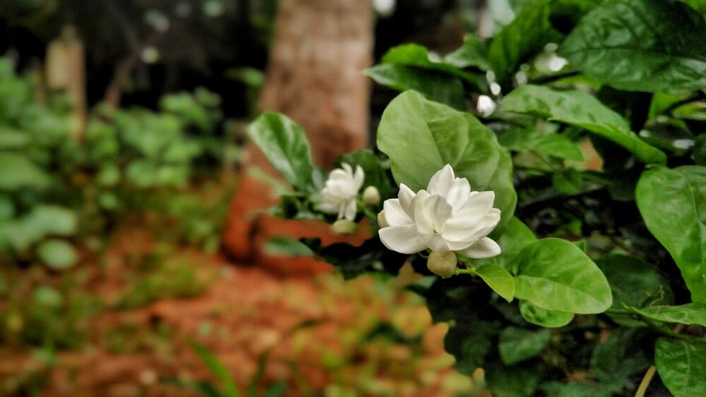 How To Get More Flowers In A Mogra Plant?