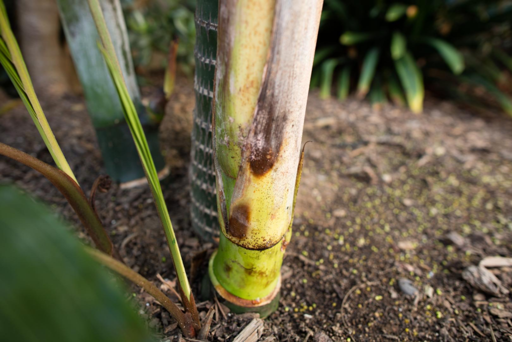 Areca Palm Diseases and Pests: Causes and How to Fix Them
