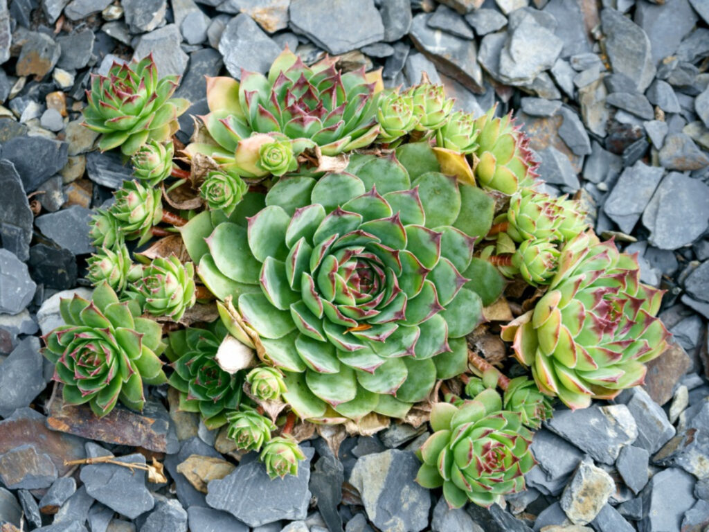 15 BEST INDOOR SUCCULENT PLANTS: HOW TO GROW AND CARE!