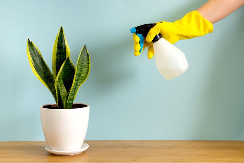 How-To-Correctly-Water-The-Snake-Plant-1