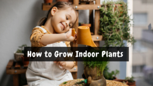 How to Grow Indoor Plants_A beginner's guide