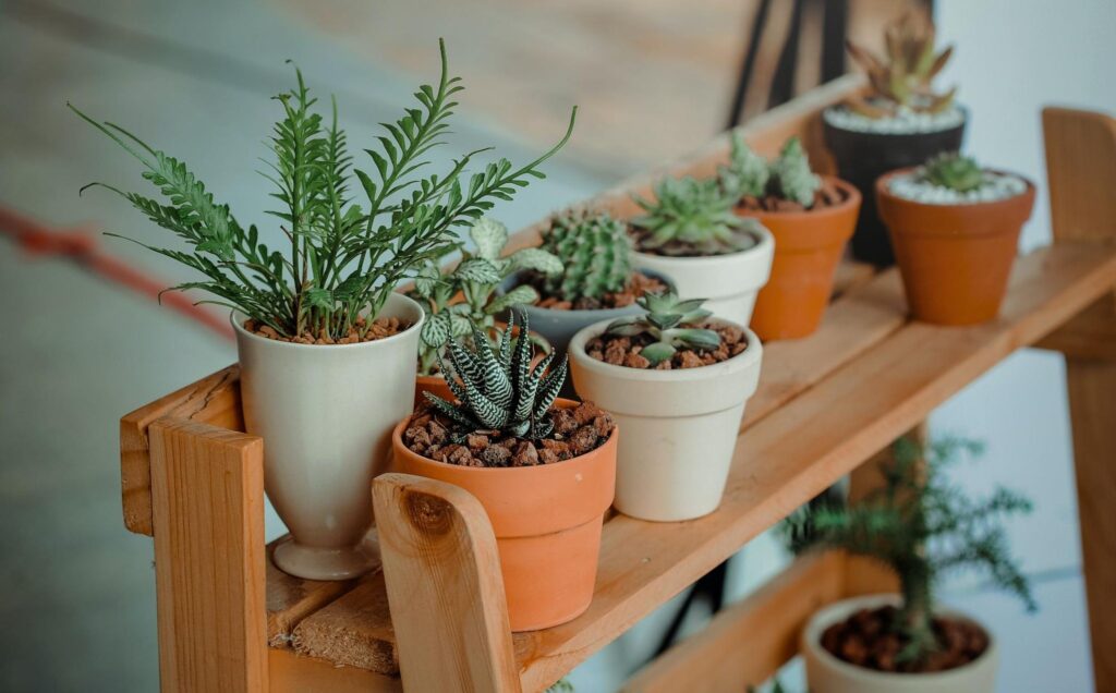 How to Grow Indoor Plants: A Beginner's Guide