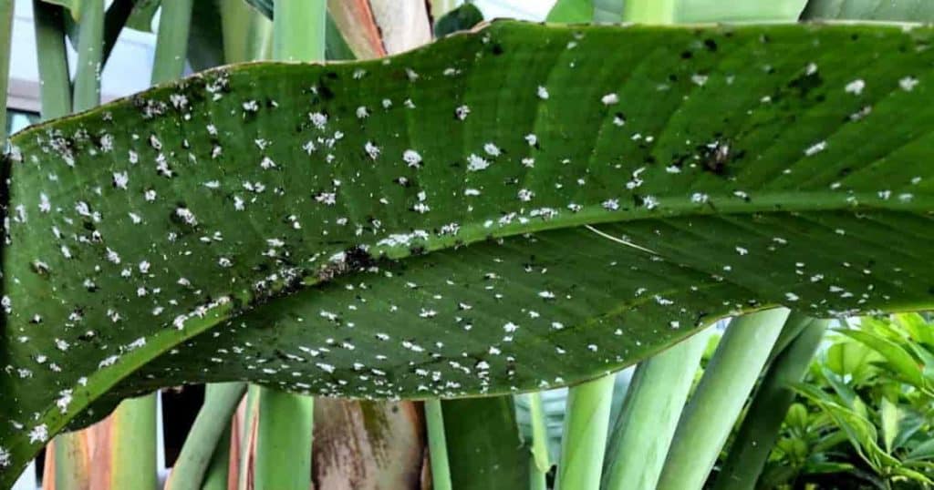 Insects-and-Pests-affecting-the-snake-plants