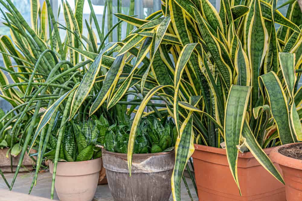 Leaves-dropping-in-snake-plants