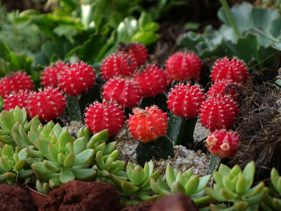 Moon-Cactus