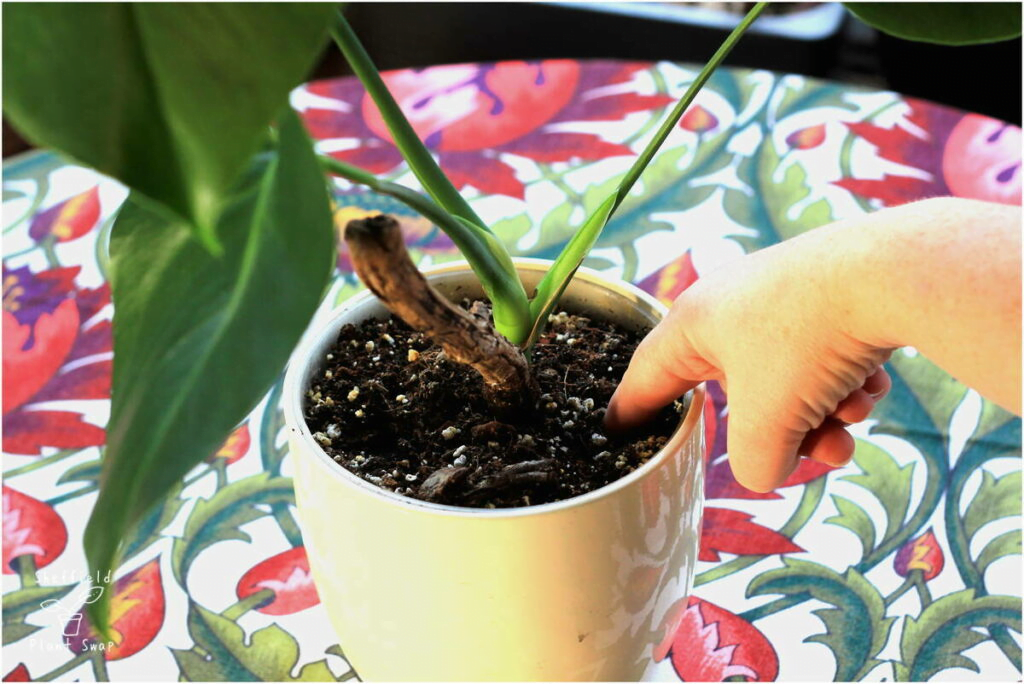 How to water Indoor Plants: A Step-by-Step Guide