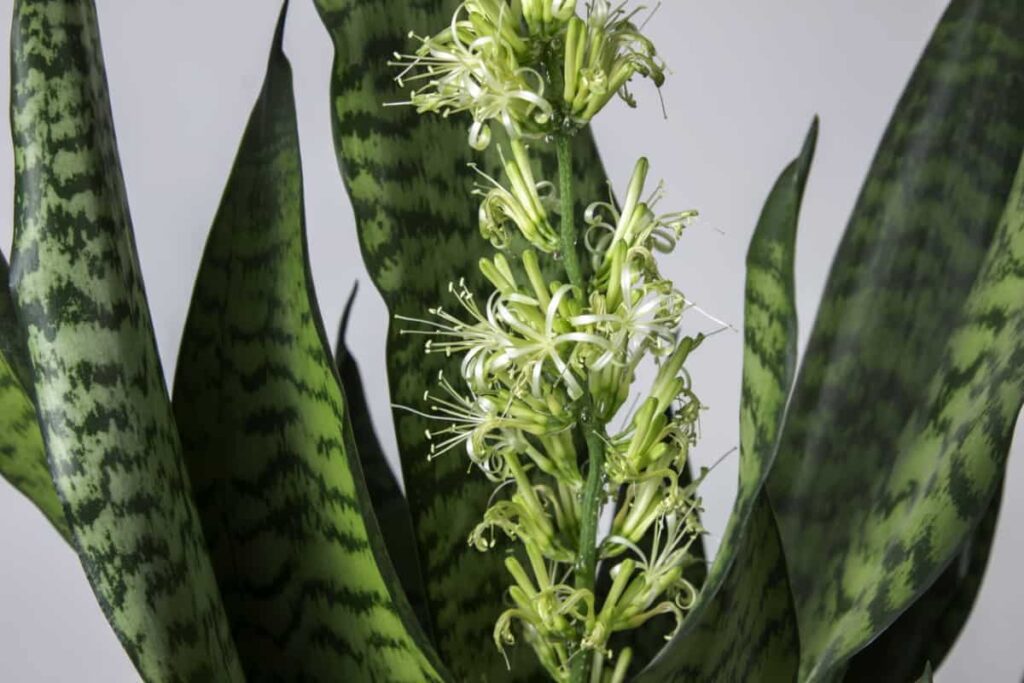 Snake Plant Flower | How To Get A Snake Plant To Bloom