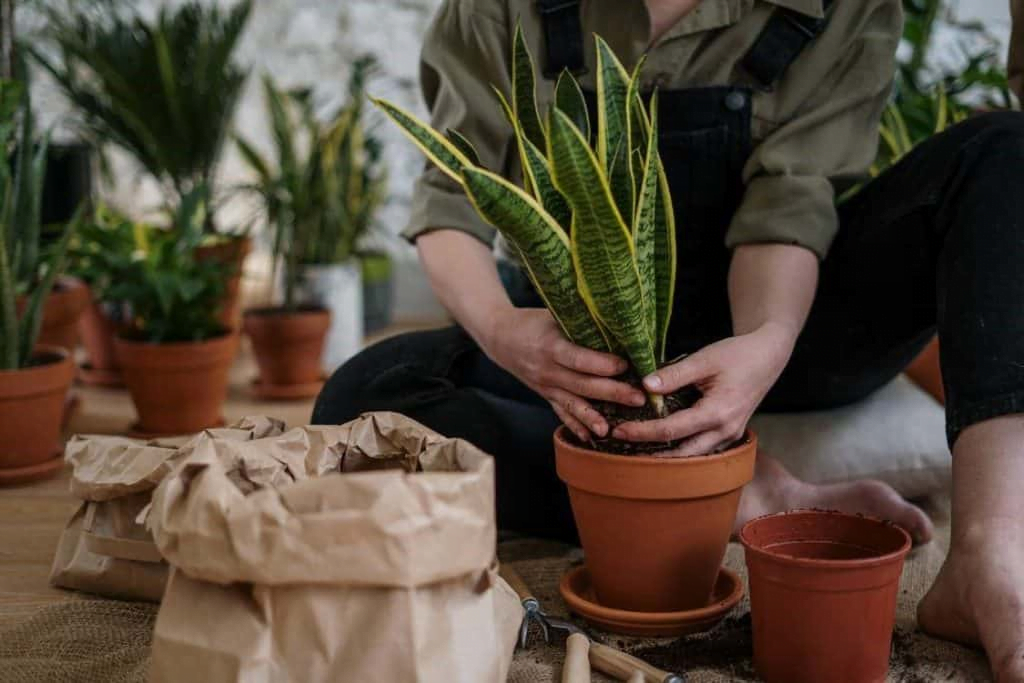 Repotting-your-snake-plant-regularly