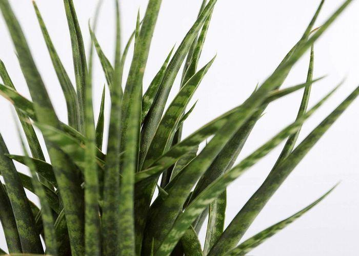 30+ Types of Snake Plant Most Popular and Beautiful Varieties