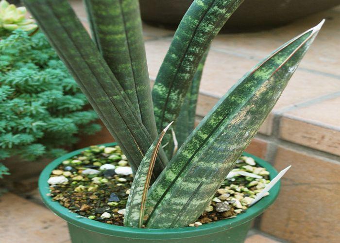 30+ Types of Snake Plant Most Popular and Beautiful Varieties